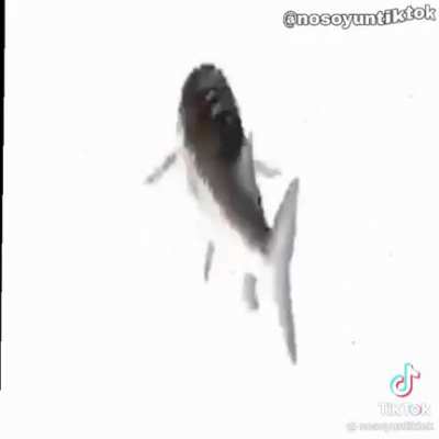 Randomiser random randomly