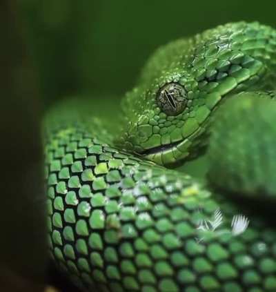 Ssssssstop and have a sssssssip.