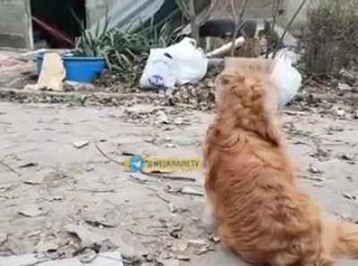 In Zaporizhia, a 47-year-old man's dog Bim sits next to his body and doesn't leave. The dog was picked up by family friends.