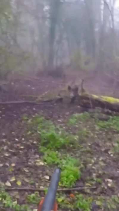 Wild Hog Charges 