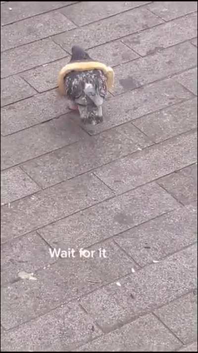 Pigeon with bread