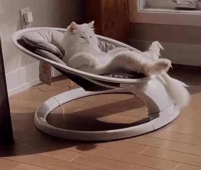 Chill cat