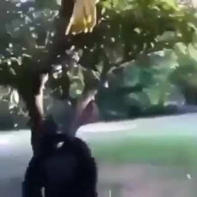 Don't mess with his babies!