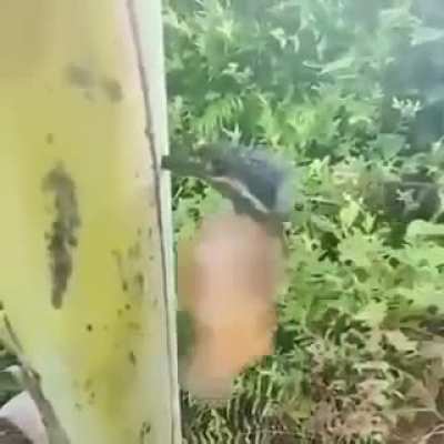 bird