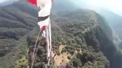 Vulture vs paraglider