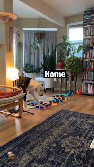 This doggo has learned to use speech buttons that are placed in different categories on hexagonal pads to communicate
