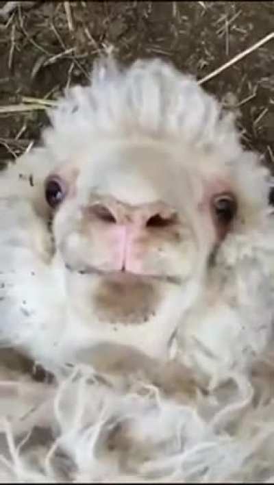 M&auml;&auml;h
