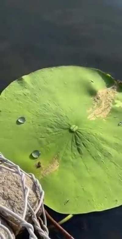 Just Some Water Droplets On A Lilly Pad (and, no, it is no ai)