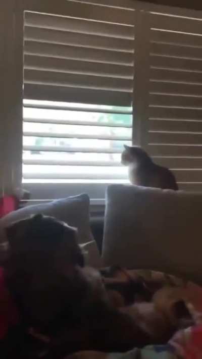 Cat found on Twitter