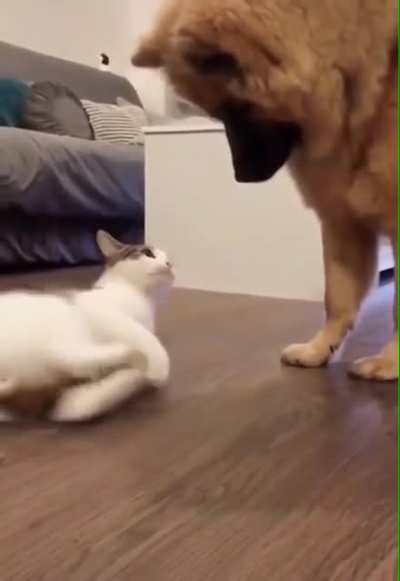 Two predators clash