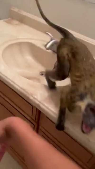 The chances of dying by monkey are low but never 0