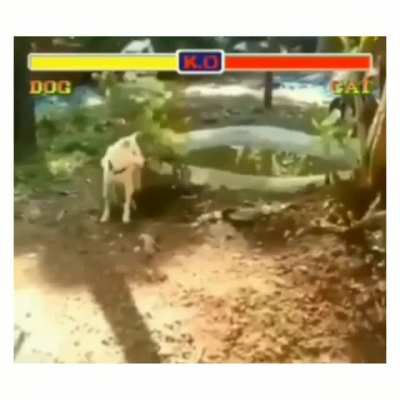 Chad dogo