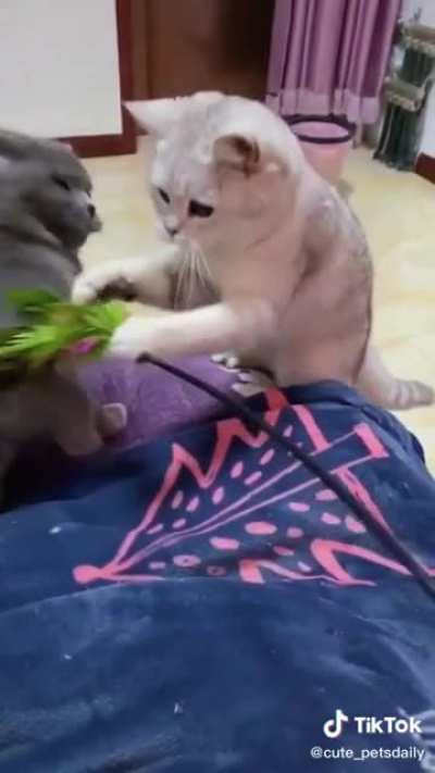 That muscle in the cats arm..