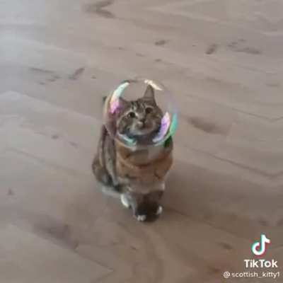 Kitty :)