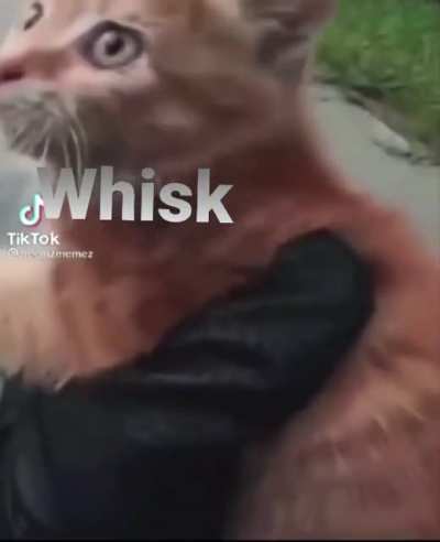 What I want to happen at the end of Sunset Paradise involving Meggy and Whisk.