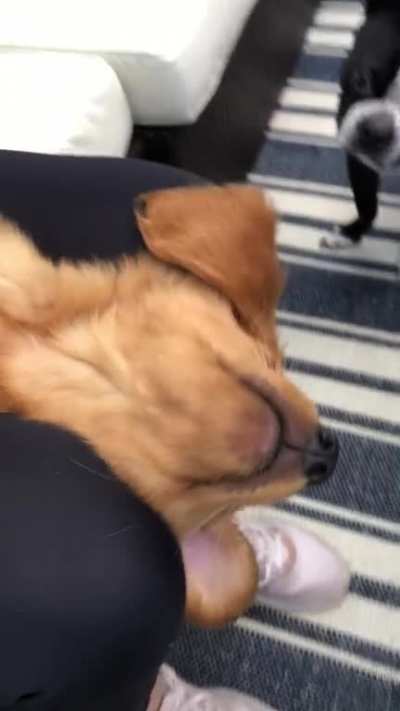 We picked up our new golden yesterday and he&rsquo;s been a tired pup!