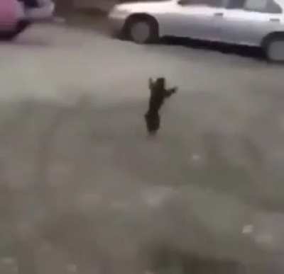Monkey do be fast tho😳