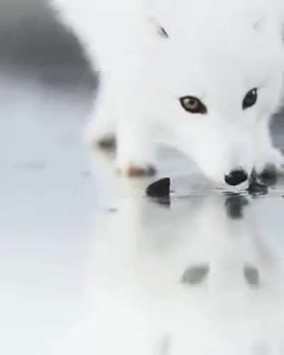 🔥 A peaceful moment with the Arctic Fox