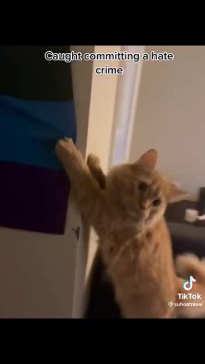 Cat caught commiting a hate crime