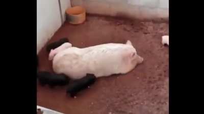 They spin right round mama&hellip; what do when it stops? Just spin the other way. (added some fitting music)