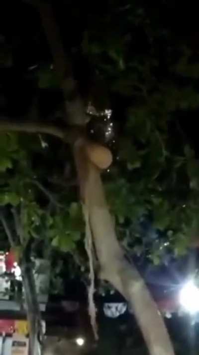 Lovely night for 4 a drunken tree climb