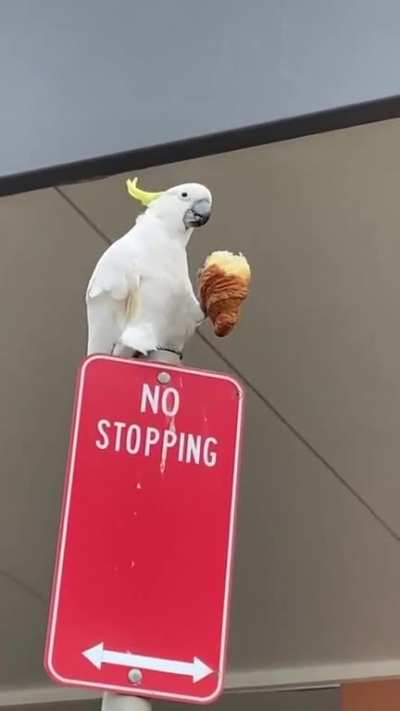 Birdposting