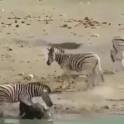 Zebra Stallion trying to drown a Foal.