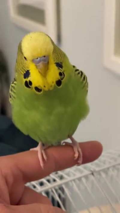 Maximilian Floofmonster