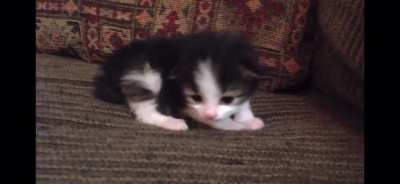 Look at this ferocious beast.