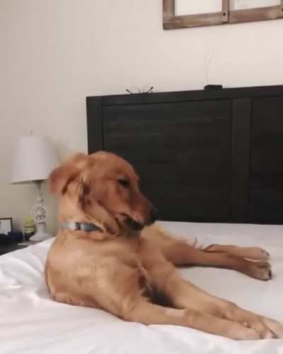 What a silly boi