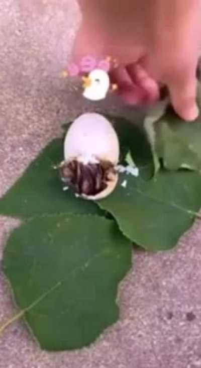 cursed_spawnkill
