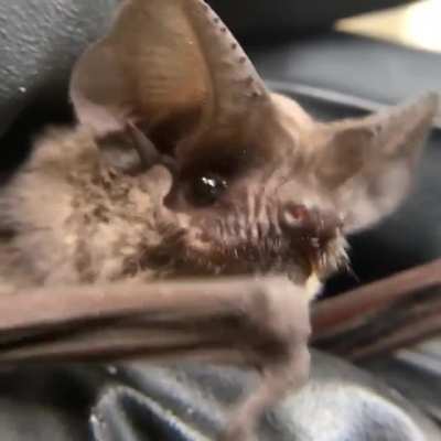 Biggest crowds of the year this weekend, so be safe, distance and wear your masks. We had two pups fall last night so please remember &ldquo;Never handle a grounded bat&rdquo;. If one falls go to our website for how to help.