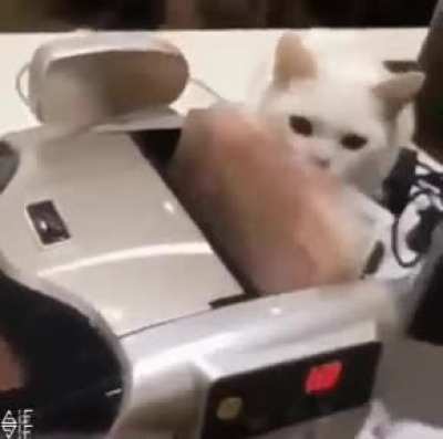 Cat tax