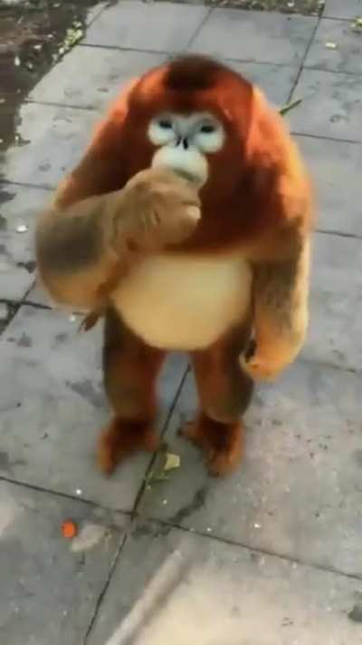 Monke