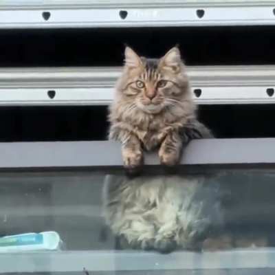 Happy cat :)