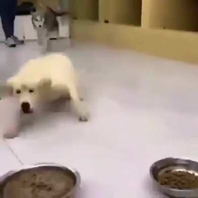dog