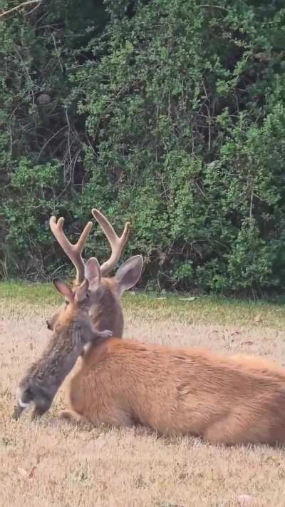 🔥 A wild deer and rabbit form an unusual bond