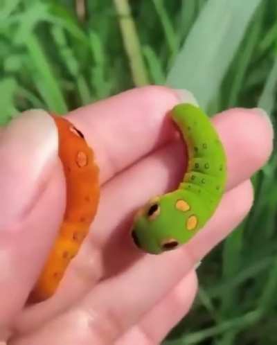 Their official name is swallowtail caterpillar, but I know a Pok&eacute;mon when I see one! 🐛