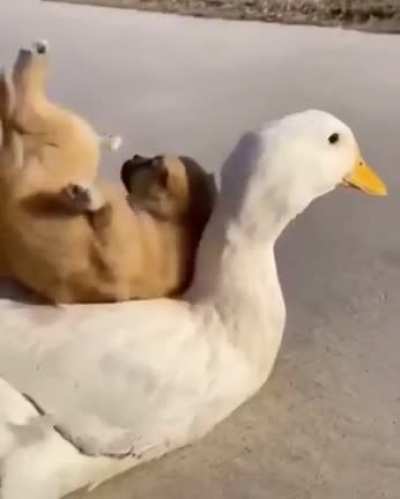 Doge&rsquo;s!🥰