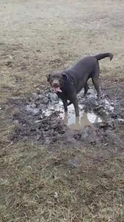 Fun day at the dog park!