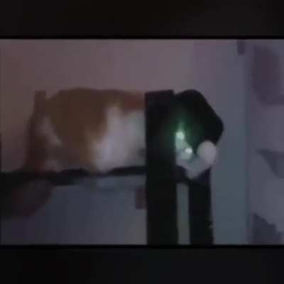 That is one cool cat