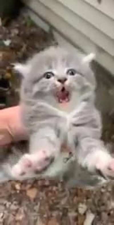 one mad kitty