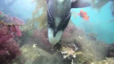 California Sheephead shredding a sea urchin. California Sheephead are keystone predators, and prevent the sea urchins from overpopulating kelp forests.