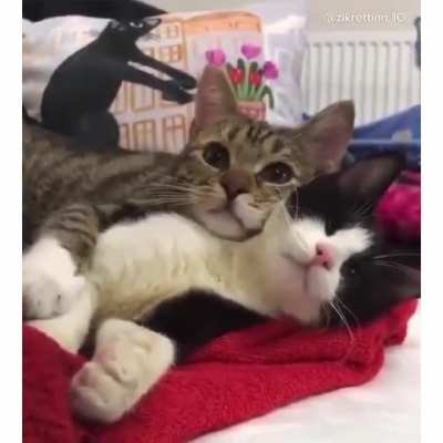 Moments of feline tenderness