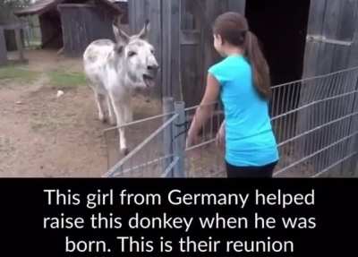 Donkey reunited with girl who helped raise him