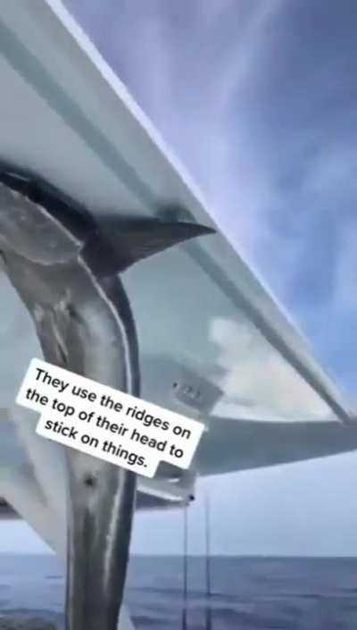 Why he stuck there?