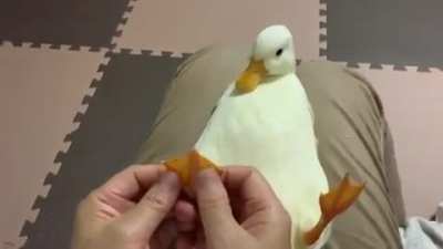 &Ouml;rdeğe masaj yapmak