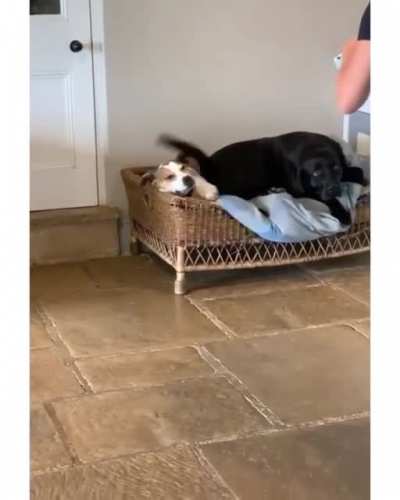 That annoying siblings