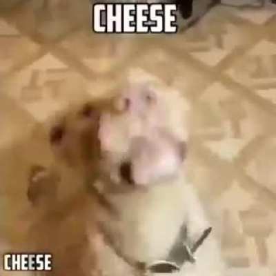 cheese