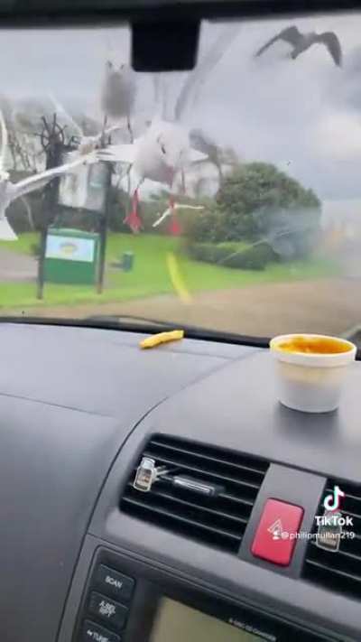 It was a nice quiet meal until he dropped that fry.
